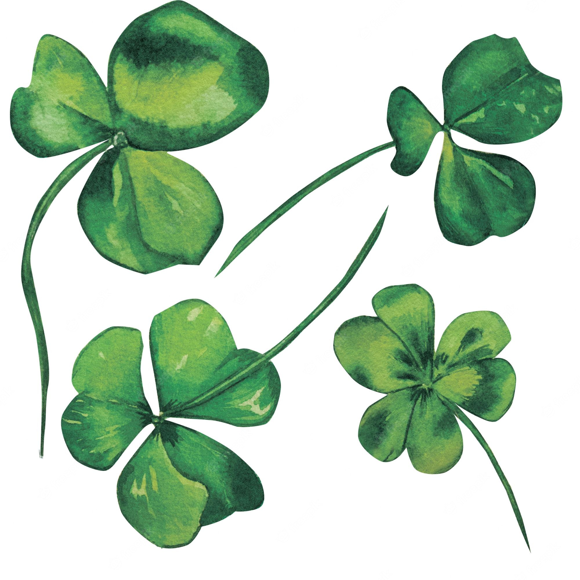 Four watercolor-style green clover leaves with stems on white background, varying in orientation and shading.