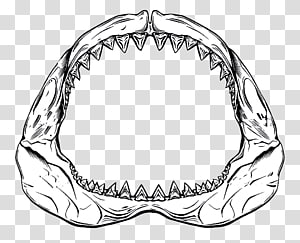 Shark Jaw Illustration - Scientific and Artistic Depiction of Predatory Dentition