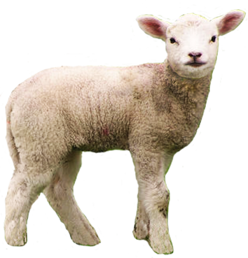 A fluffy white lamb standing alert against a green background, with soft wool and curious eyes.