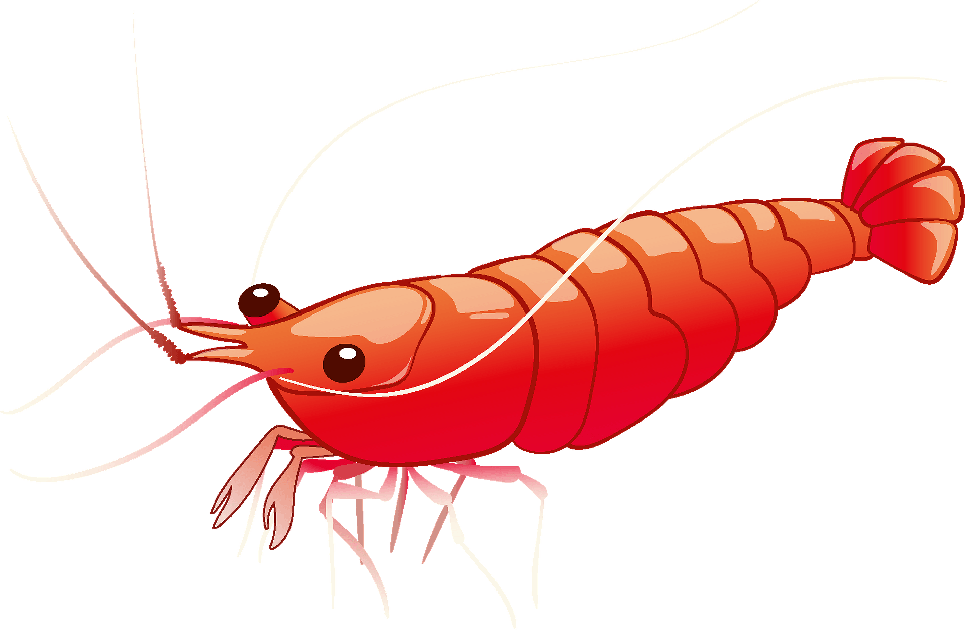 Cute Shrimp Cartoon Royalty Free Svg Cliparts Vectors And Stock Clip Art Library
