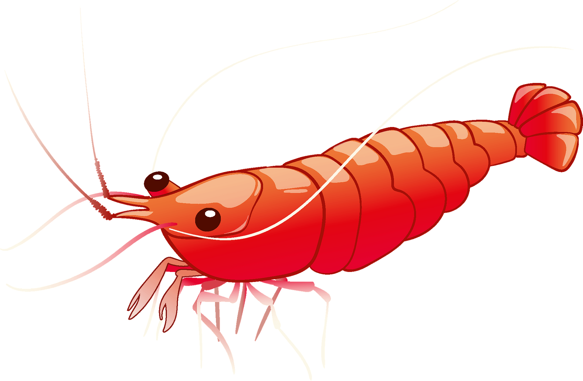 Cute Shrimp Cartoon Royalty Free SVG Cliparts Vectors And Stock 