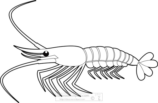 Black-and-white line drawing of a shrimp with long antennae, segmented body, and fan-shaped tail.