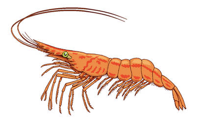 Detailed illustration of an orange shrimp with long antennae, segmented body, and green eye on white background.