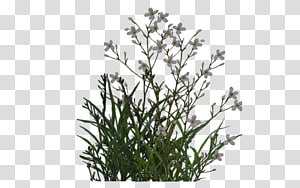 Delicate white wildflowers with slender green stems and narrow leaves, isolated on transparent background.