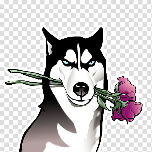 Stoic husky with piercing blue eyes holding pink roses in its mouth against transparent background.