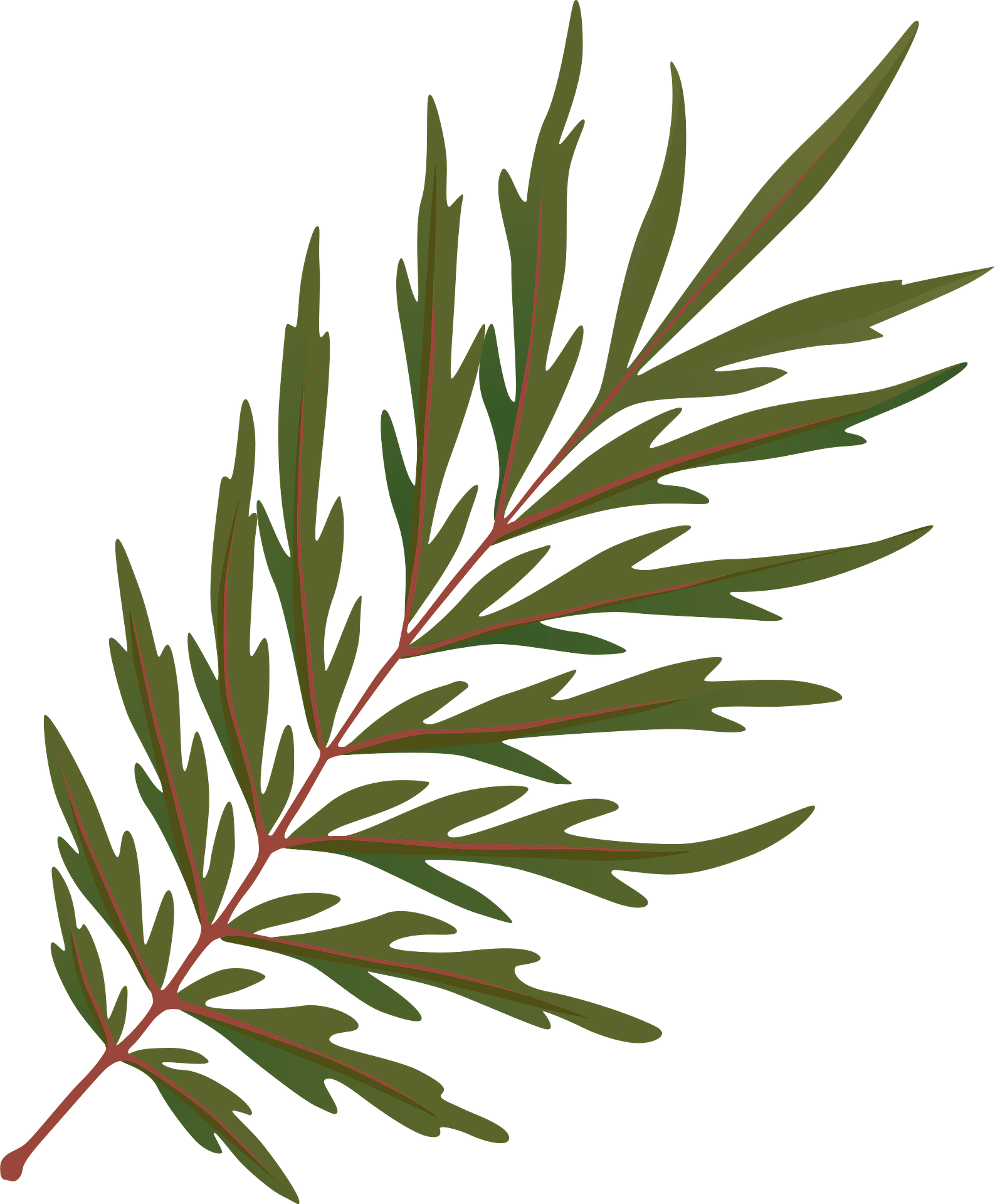 Illustrated green fern frond with red-brown rachis and pinnate leaflets on teal background.