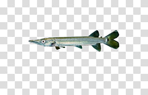 A long, slender barracuda fish with a pointed snout, silvery body, and dark fins, isolated on transparent background.