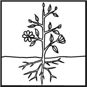 Line drawing of a flowering plant with visible roots, stem, leaves, and blossoms above and below ground level.