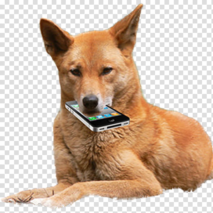 310 Dingo Pup Images, Stock Photos & Vectors 