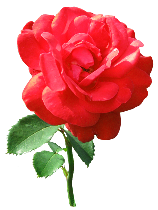 Red Rose in Bloom - High-Resolution Floral Photography