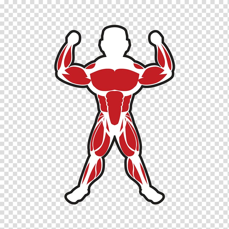 132600 Muscle Illustrations Royalty Free Vector Graphics And Clip Clip Art Library