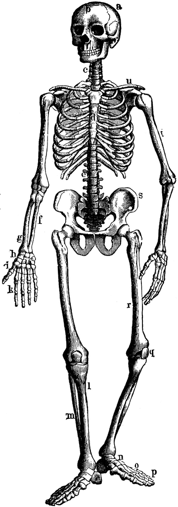 Labeled anatomical illustration of the human skeleton showing major bones and joints.