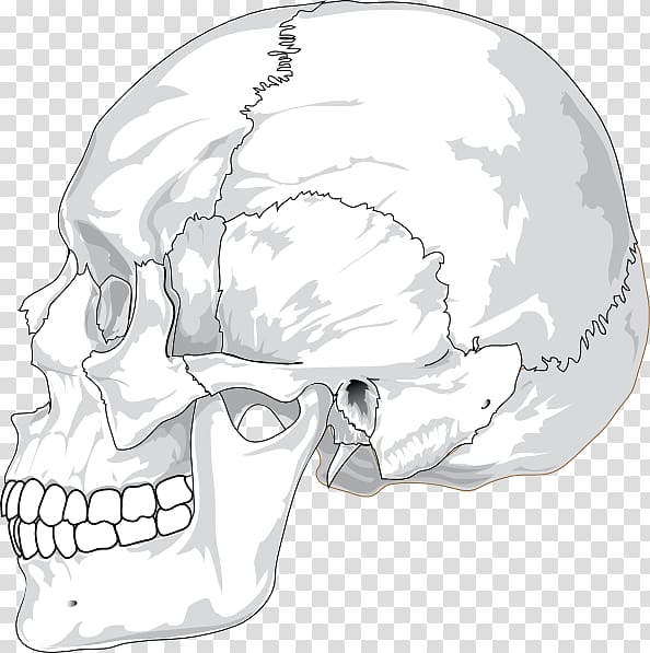 Human skull anatomical illustration in grayscale, side view showing cranial bones, jaw, and teeth structure.