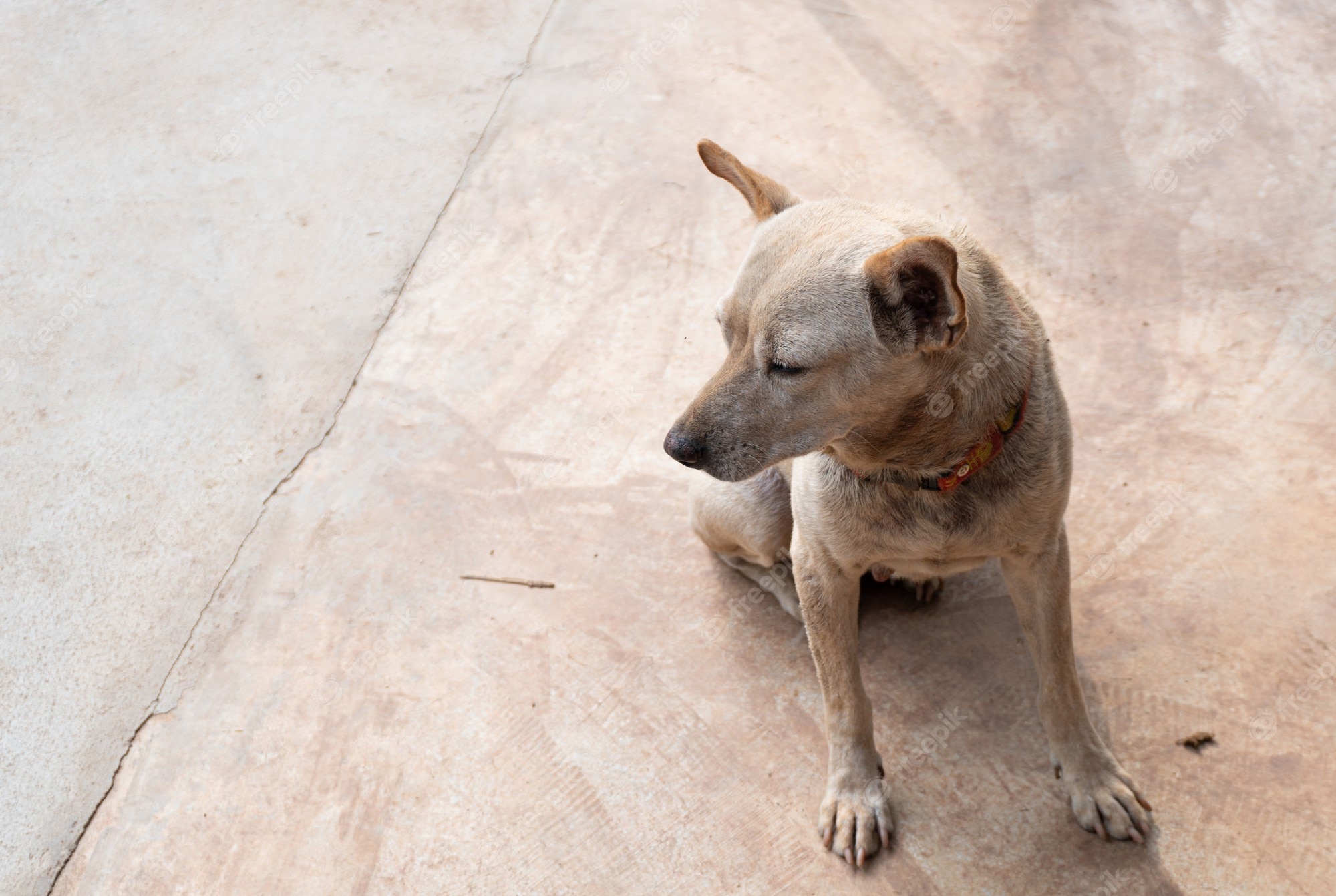 A light brown dog with a red collar sits calmly on cracked concrete, eyes half-closed in quiet contemplation.