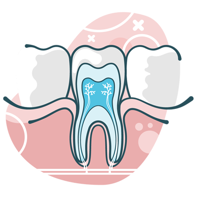 Anatomy of a Healthy Tooth - Visual Guide to Dental Structure