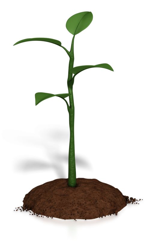 Tree That Flourish Growing Clipart - Plant Trees Clip Art Png - Clip ...