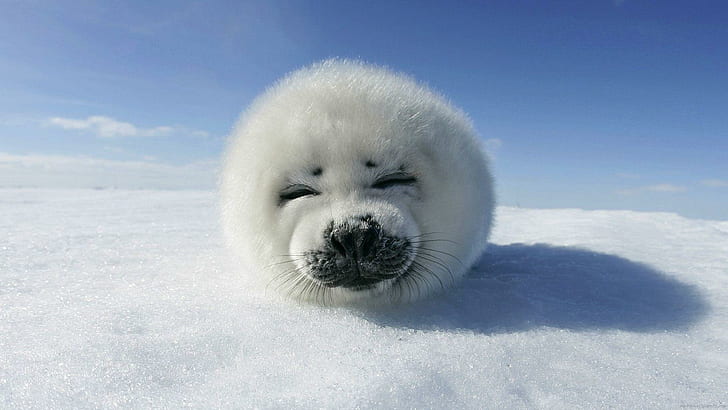 A fluffy white seal pup resting on snow with eyes closed and a serene expression under a bright blue sky.