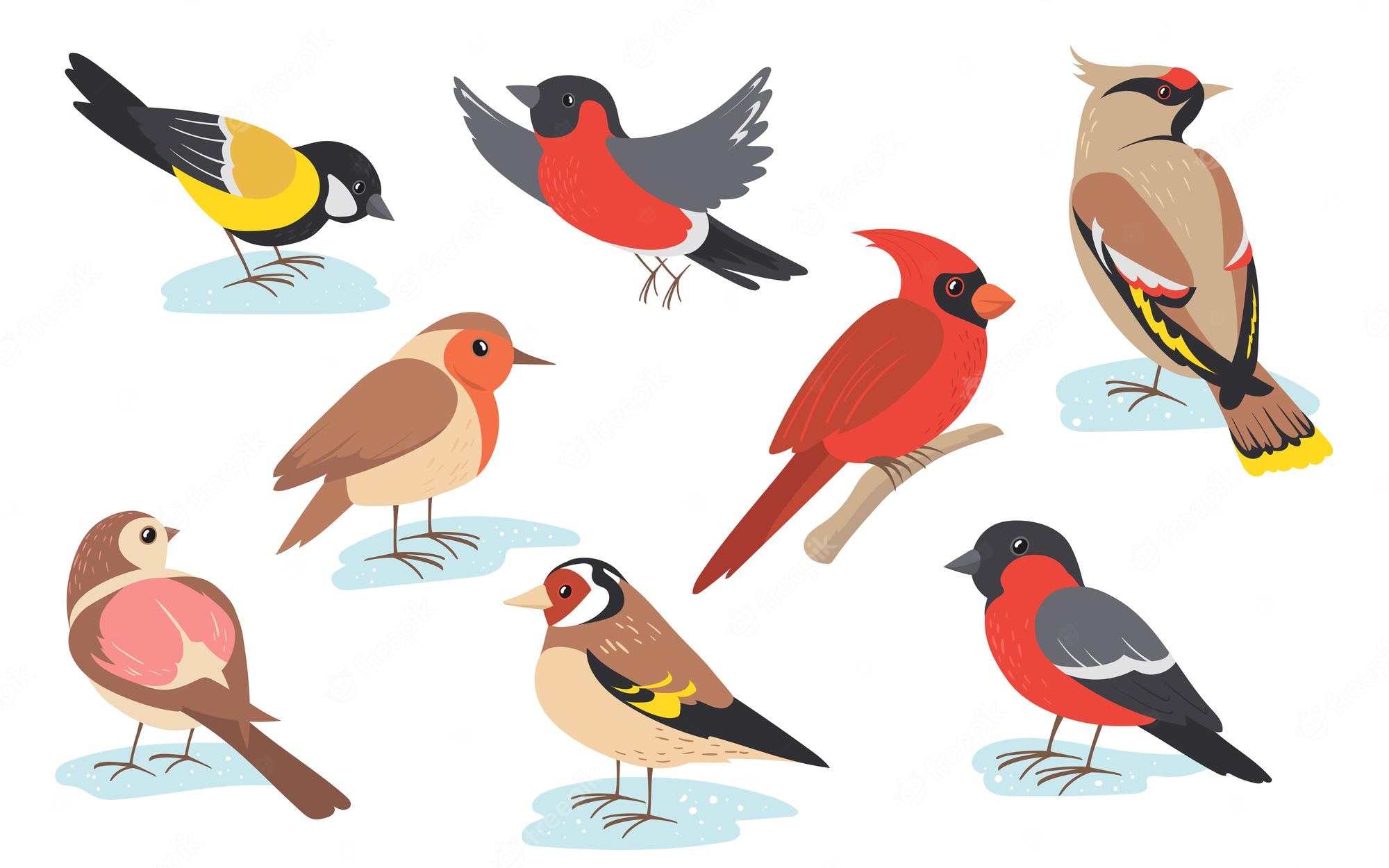 Winter Birds Illustration - Free Vector Clipart for Nature & Education