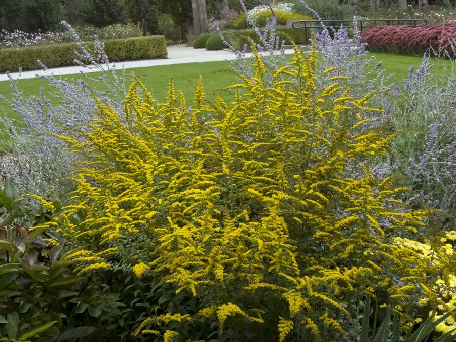 Vibrant yellow goldenrod blooms in a lush garden, surrounded by purple asters and green lawn.