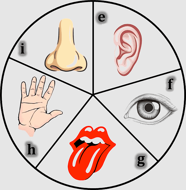 Diagram of the five human senses: sight, hearing, smell, taste, and touch, labeled with letters i, e, f, g, h.