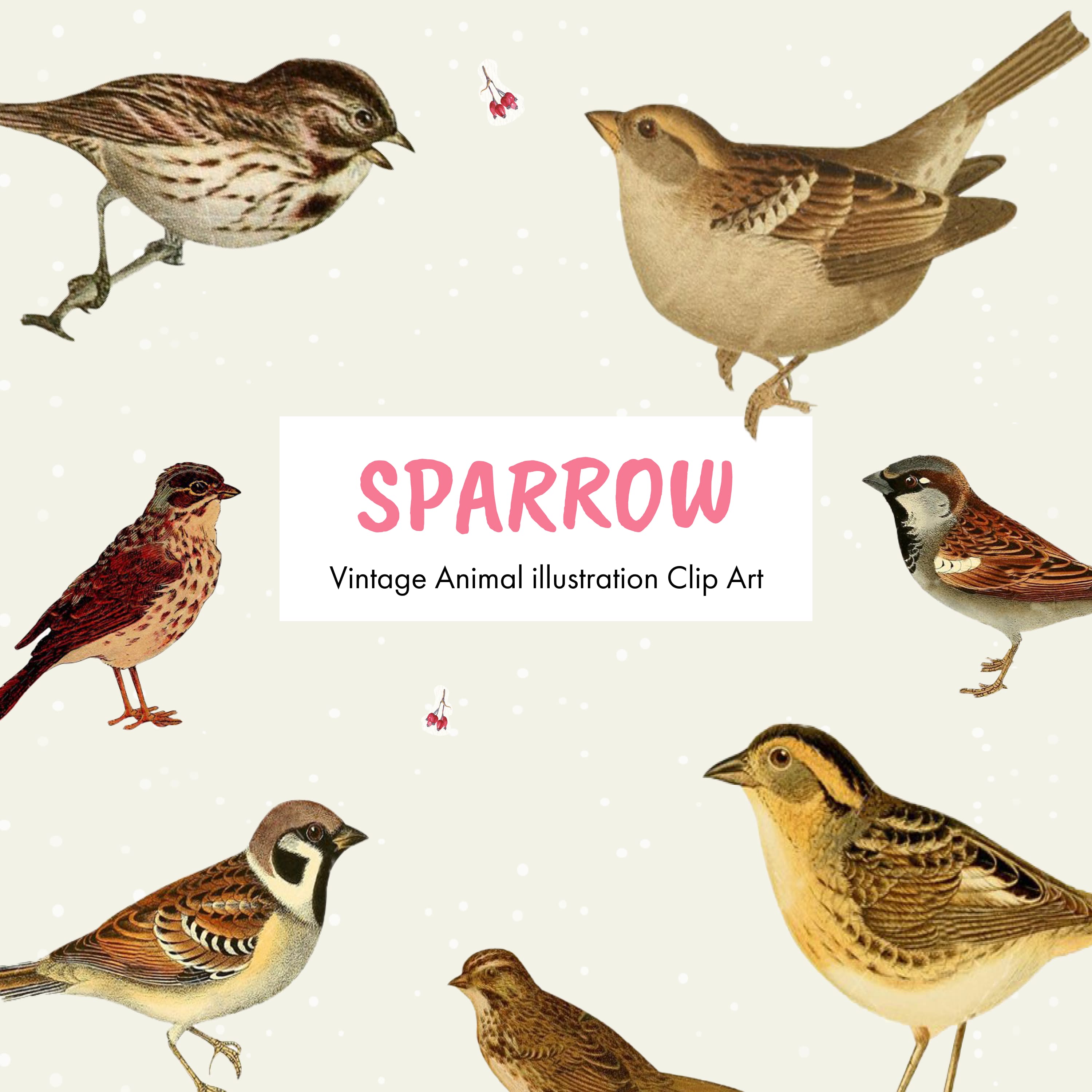 Vintage-style sparrow illustrations in various poses with berries and snowflake background.