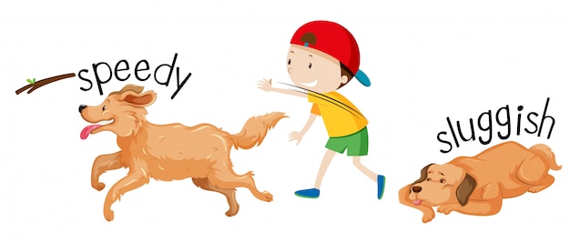 slow dogs