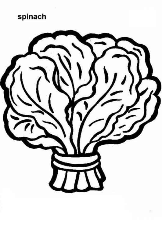 Black-and-white line drawing of a bundled bunch of spinach leaves labeled "spinach".