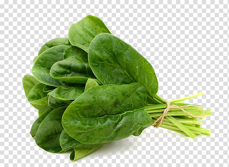 Fresh bunch of vibrant green spinach leaves tied with twine, dewy and crisp on transparent background.