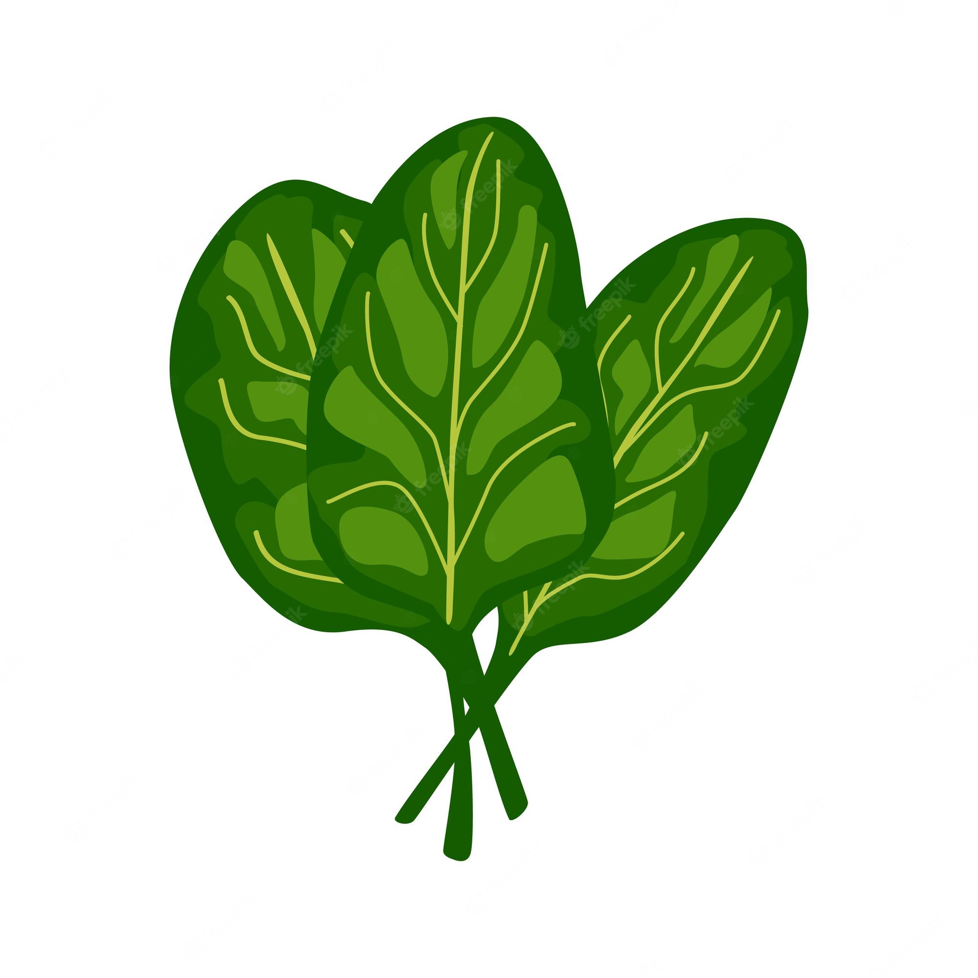 spinachs-clip-art-library