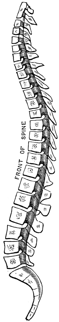 Spine Svg, Spinal Cord Png, Skeleton Clipart, Bones Dxf, Anatomy Eps 