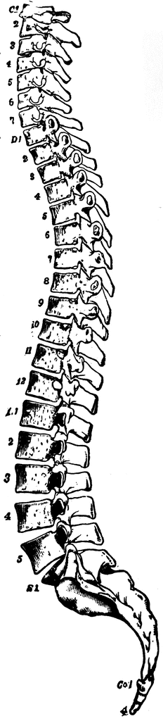 Labeled anatomical illustration of the human vertebral column showing cervical, thoracic, lumbar, sacral, and coccygeal vertebrae.