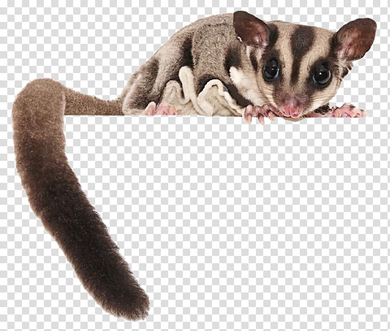 Sugar Glider - Adorable Gliding Marsupial with Big Eyes and Fluffy Tail