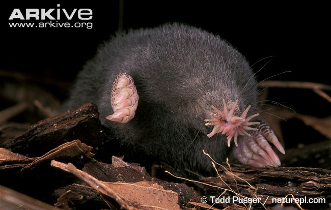 Star-nosed mole (Condylura cristata) with distinctive pink fleshy tentacles on its snout, foraging in leaf litter.