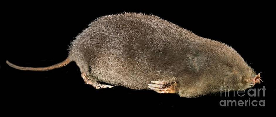 Eastern Mole (Scalopus aquaticus) - Anatomy, Habitat, and Behavior