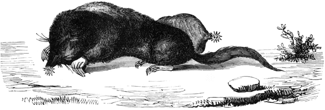 Mole Illustration - Historical Scientific Drawing of Talpa europaea