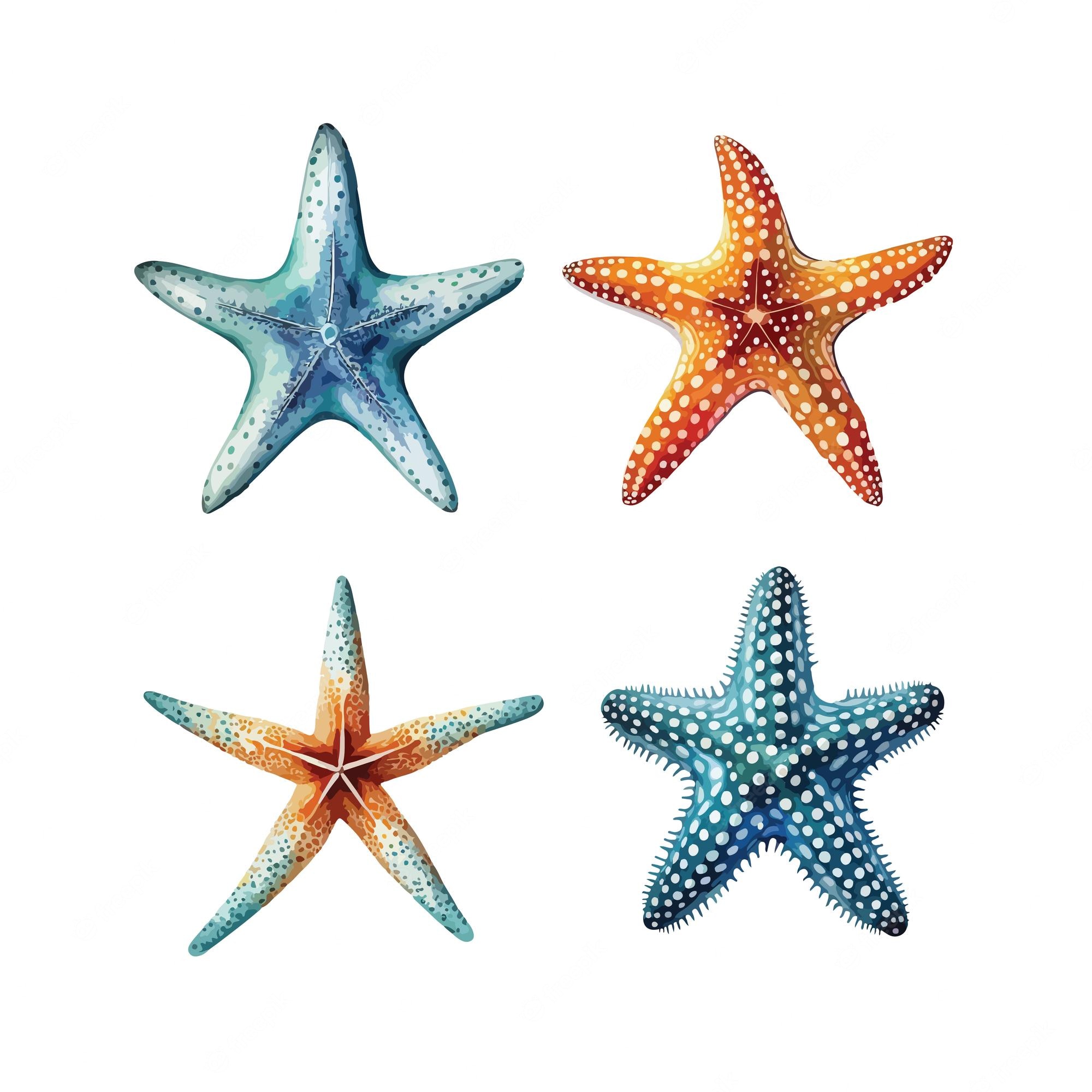 starfishs vector - Clip Art Library