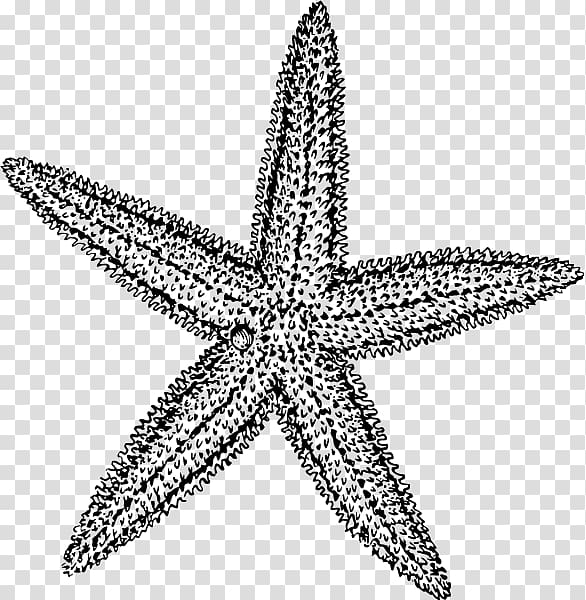 Starfish Clipart Images Free Download On Clipart Library Clip Art