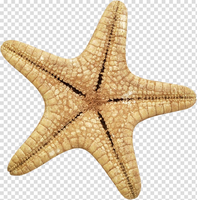 Starfish Echinoderm PNG, Clipart, Animals, Clip Art, Download - Clip ...