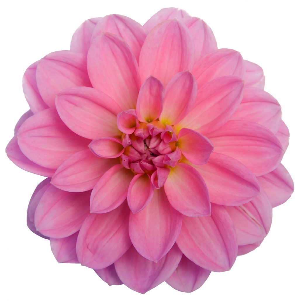 Pink dahlia flower hand drawn illustration. 10170580 PNG - Clip Art Library