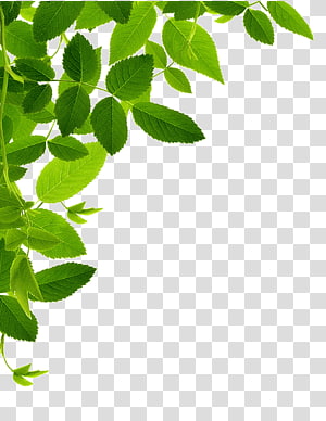 Fresh green leafy vines cascading from top-left corner on transparent background