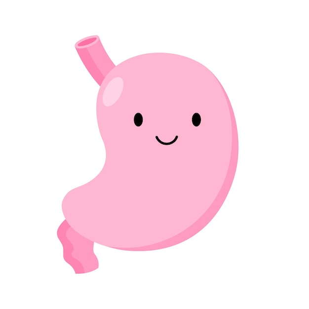 Friendly Stomach Anatomy Illustration for Health Education