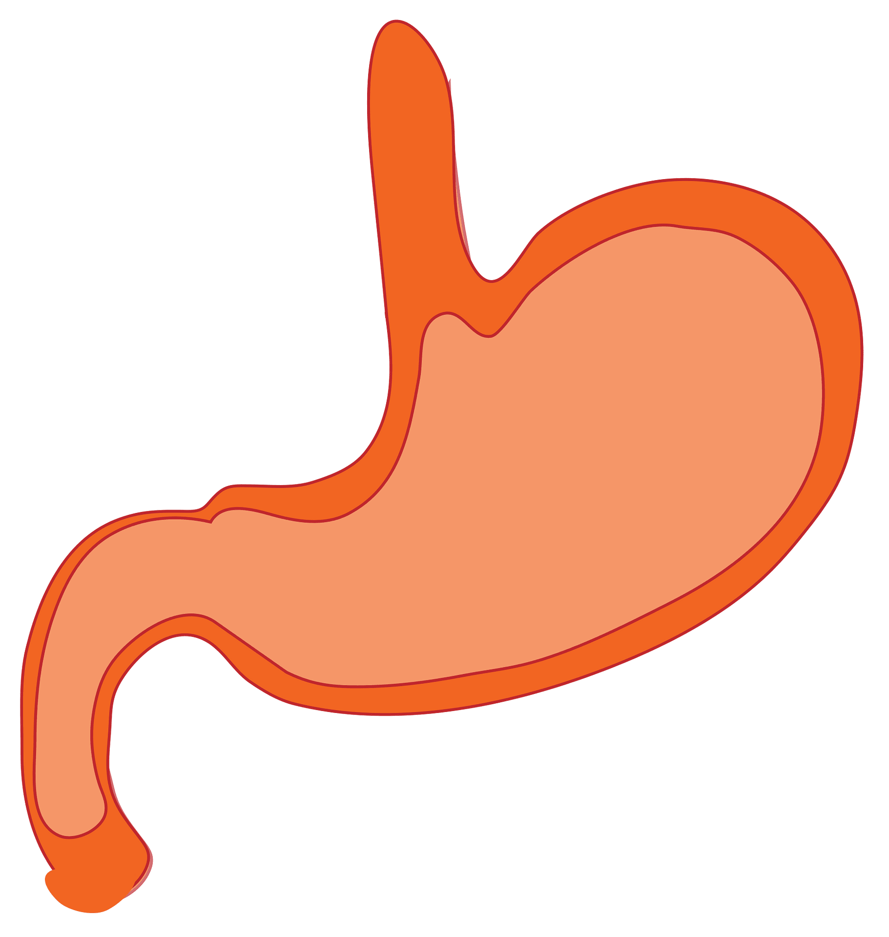 Full Stomach Cliparts png images | PNGWing - Clip Art Library