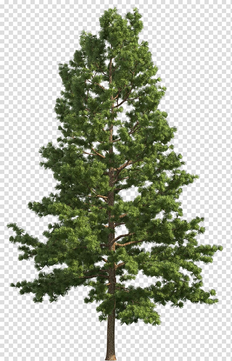 Realistic Pine Tree PNG - High-Resolution Transparent Image for Design & Nature Projects