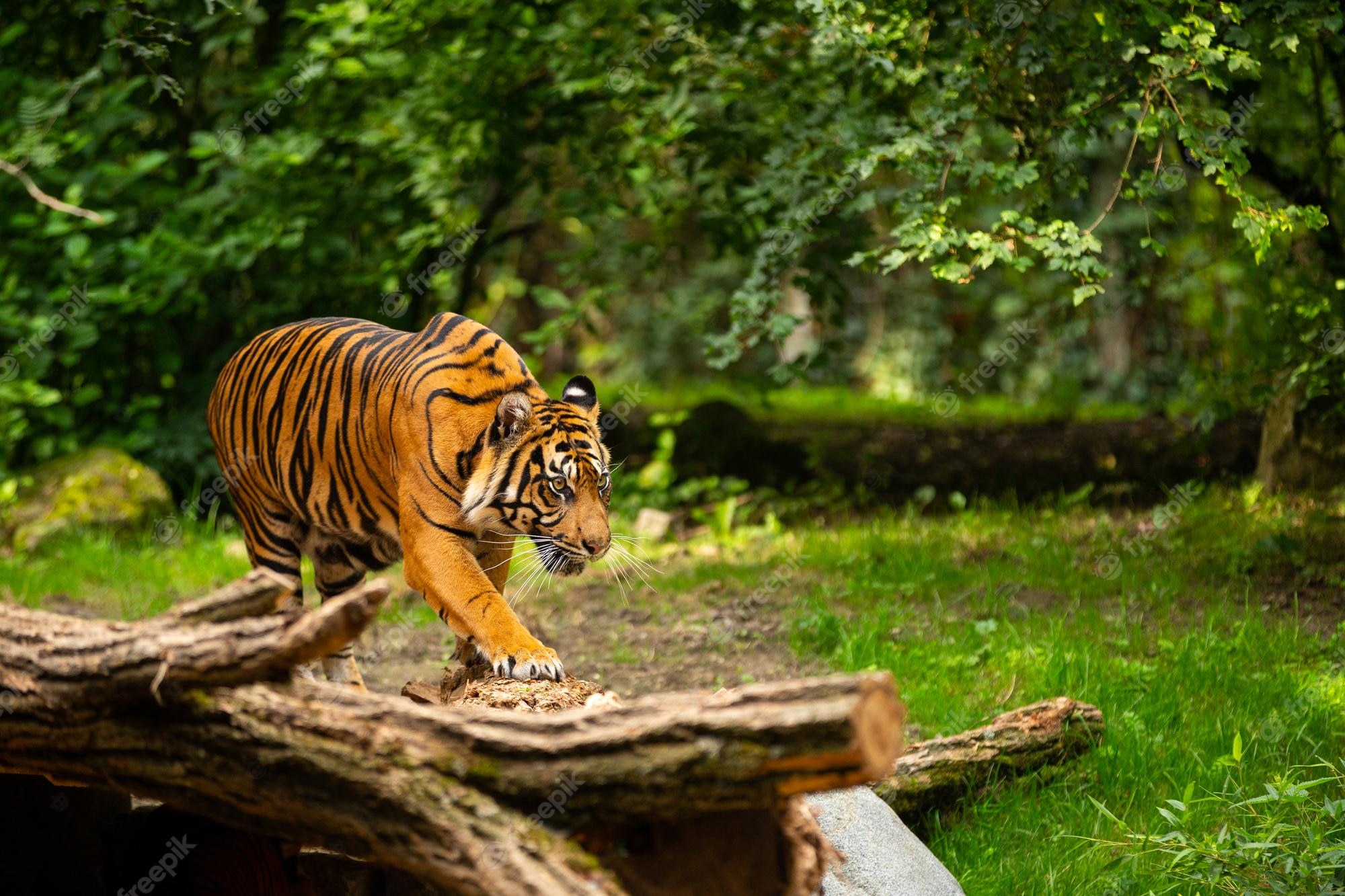 A majestic tiger with bold black stripes walks carefully over a fallen log in a lush green forest.