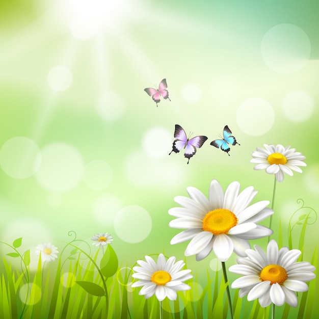 Spring meadow with white daisies, green grass, colorful butterflies, and soft sunlit bokeh background.
