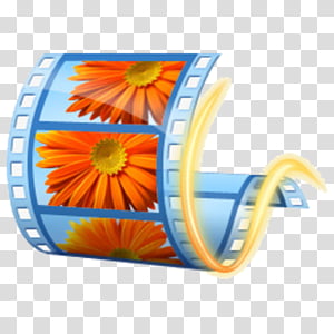 Blue film strip with orange gerbera daisies, curled at the end, on transparent background.