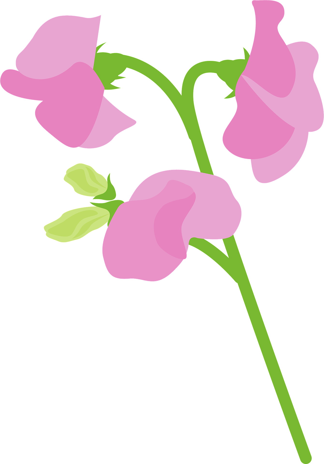 Pea Vine Cliparts png images | PNGWing - Clip Art Library