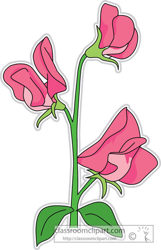 Sweet Peas - Sweet Pea - Free Transparent PNG Clipart Images Download ...