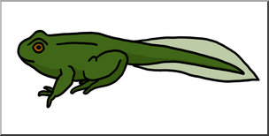 Green tadpole with developing hind legs and a long tail, illustrating amphibian metamorphosis.