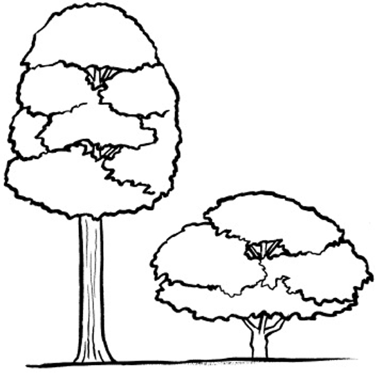 Simple Tree Illustration for Educational and Design Use